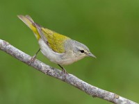 A2Z3318c  Tennessee Warbler (Oreothlypis peregrina) - male